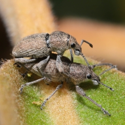 Entiminae (subfamily) (Entimine weevil) at ANBG - 23 Jan 2022 by TimL