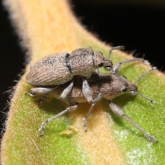 Entiminae (subfamily) at Acton, ACT - 23 Jan 2022 11:31 AM