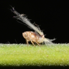 Scolypopa australis (Passionvine hopper, Fluffy bum) at Acton, ACT - 23 Jan 2022 by TimL