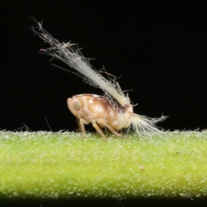 Scolypopa australis at Acton, ACT - 23 Jan 2022