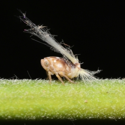 Scolypopa australis (Passionvine hopper, Fluffy bum) at Acton, ACT - 23 Jan 2022 by TimL