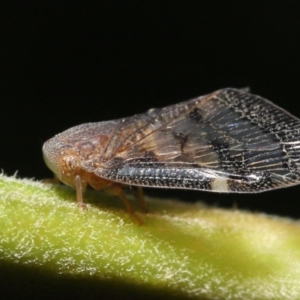 Scolypopa australis at Acton, ACT - 23 Jan 2022