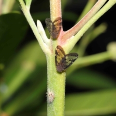 Scolypopa australis at Acton, ACT - 23 Jan 2022