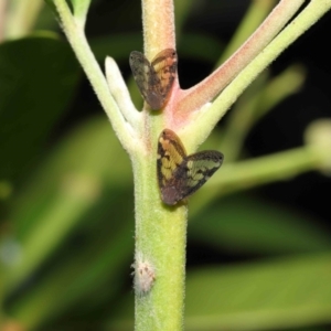 Scolypopa australis at Acton, ACT - 23 Jan 2022