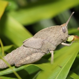 Goniaea australasiae at Acton, ACT - 21 Jan 2022