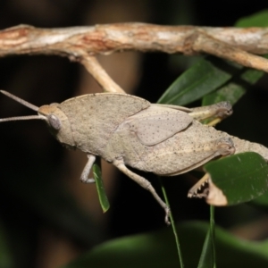 Goniaea australasiae at Acton, ACT - 21 Jan 2022