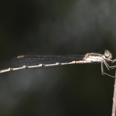 Austrolestes leda (Wandering Ringtail) at Acton, ACT - 21 Jan 2022 by TimL