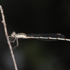 Austrolestes leda at Acton, ACT - 21 Jan 2022