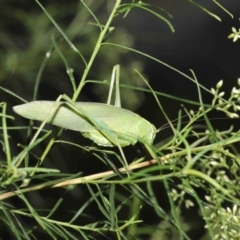 Caedicia simplex (Common Garden Katydid) at Acton, ACT - 23 Jan 2022 by TimL