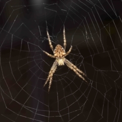 Backobourkia sp. (genus) (An orb weaver) at Evatt, ACT - 24 Jan 2022 by TimL