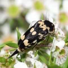 Hoshihananomia leucosticta (Pintail or Tumbling flower beetle) at ANBG - 21 Jan 2022 by TimL