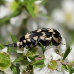 Hoshihananomia leucosticta at Acton, ACT - 21 Jan 2022 11:54 AM