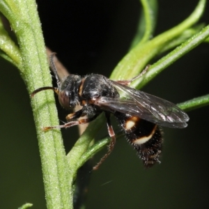 Bembecinus sp. (genus) at Acton, ACT - 21 Jan 2022