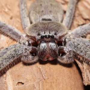 Isopeda sp. (genus) at Acton, ACT - 21 Jan 2022 12:24 PM