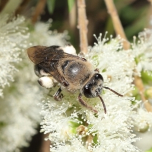 Paracolletes crassipes at Acton, ACT - 27 Jan 2022