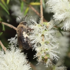 Paracolletes crassipes at Acton, ACT - 27 Jan 2022 10:52 AM