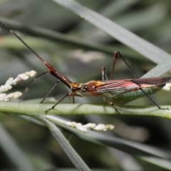 Rayieria acaciae (Acacia-spotting bug) at GG179 - 21 Jan 2022 by TimL