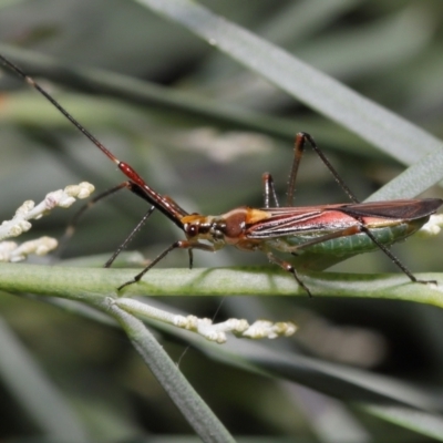 Rayieria acaciae (Acacia-spotting bug) at GG179 - 21 Jan 2022 by TimL