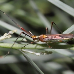 Rayieria acaciae at Acton, ACT - 21 Jan 2022 11:40 AM