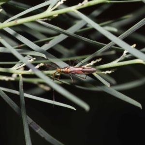 Rayieria acaciae at Acton, ACT - 21 Jan 2022 11:40 AM