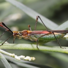 Rayieria acaciae at Acton, ACT - 21 Jan 2022 11:40 AM