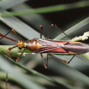 Rayieria acaciae at Acton, ACT - 21 Jan 2022 11:40 AM