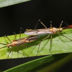 Rayieria acaciae (Acacia-spotting bug) at Acton, ACT - 21 Jan 2022 by TimL