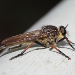 Zosteria rosevillensis (A robber fly) at ANBG - 21 Jan 2022 by TimL