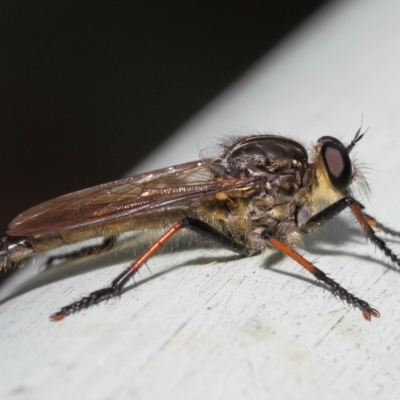 Zosteria rosevillensis (A robber fly) at Acton, ACT - 21 Jan 2022 by TimL