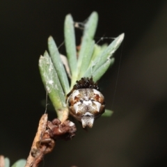 Phoroncidia sextuberculata at Acton, ACT - suppressed