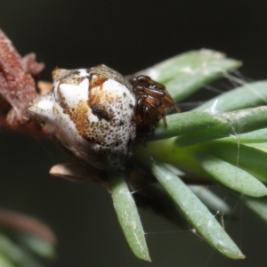 Phoroncidia sextuberculata at Acton, ACT - suppressed