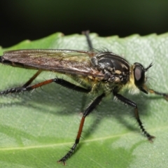 Zosteria rosevillensis at Acton, ACT - 21 Jan 2022