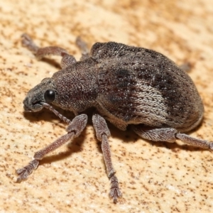 Gonipterus pulverulentus at Acton, ACT - 21 Jan 2022