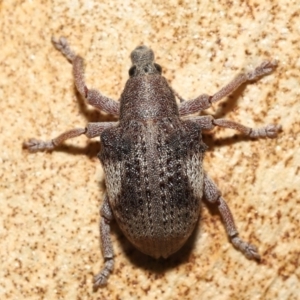 Gonipterus pulverulentus at Acton, ACT - 21 Jan 2022