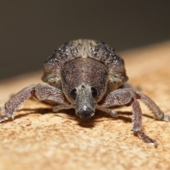 Gonipterus pulverulentus at Acton, ACT - 21 Jan 2022