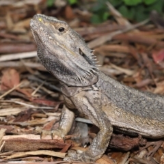 Pogona barbata (Eastern Bearded Dragon) at Acton, ACT - 23 Jan 2022 by TimL