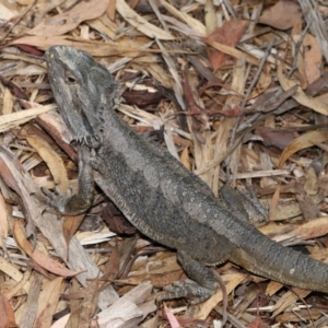 Pogona barbata at Acton, ACT - 23 Jan 2022