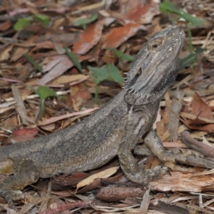 Pogona barbata at Acton, ACT - 23 Jan 2022