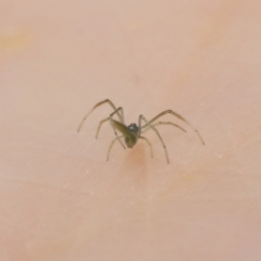 Ariamnes sp. (genus) at Acton, ACT - 23 Jan 2022 01:34 PM