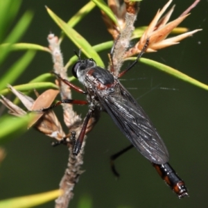 Neosaropogon sp. (genus) at Acton, ACT - 28 Jan 2022