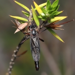 Neosaropogon sp. (genus) at Acton, ACT - 28 Jan 2022