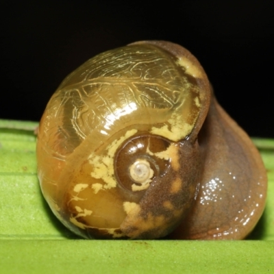 Mysticarion porrectus (Golden Semi-slug) at ANBG - 28 Jan 2022 by TimL
