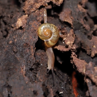 Austrorhytida capillacea (Common Southern Carnivorous Snail) at ANBG - 28 Jan 2022 by TimL