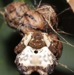 Celaenia excavata (Bird-dropping spider) at ANBG - 30 Jan 2022 by TimL