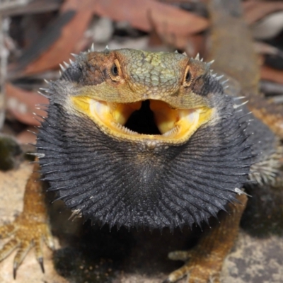 Pogona barbata (Eastern Bearded Dragon) at Acton, ACT - 30 Jan 2022 by TimL