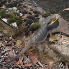 Pogona barbata at Acton, ACT - 30 Jan 2022