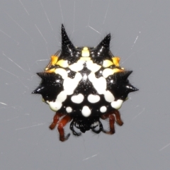 Austracantha minax (Christmas Spider, Jewel Spider) at ANBG - 30 Jan 2022 by TimL