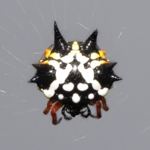 Austracantha minax at Acton, ACT - 30 Jan 2022