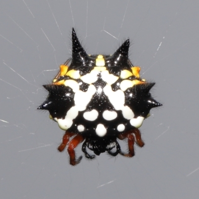 Austracantha minax (Christmas Spider, Jewel Spider) at Acton, ACT - 30 Jan 2022 by TimL