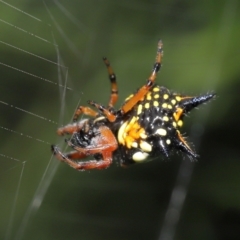 Austracantha minax at Acton, ACT - 30 Jan 2022